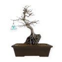 Acer palmatum - Esdoorn - 40 cm