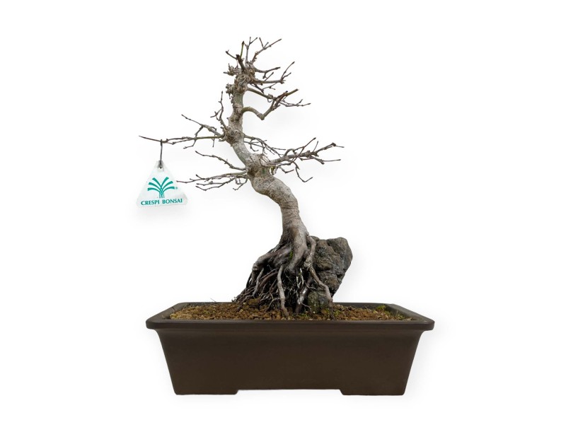 Acer palmatum - Arce - 40 cm