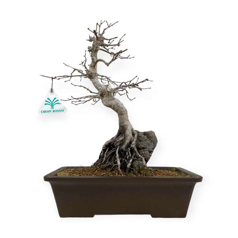 Acer palmatum - Esdoorn - 40 cm