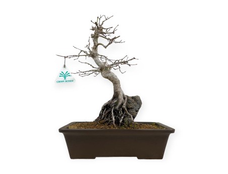 Acer palmatum - Ahorn - 40 cm