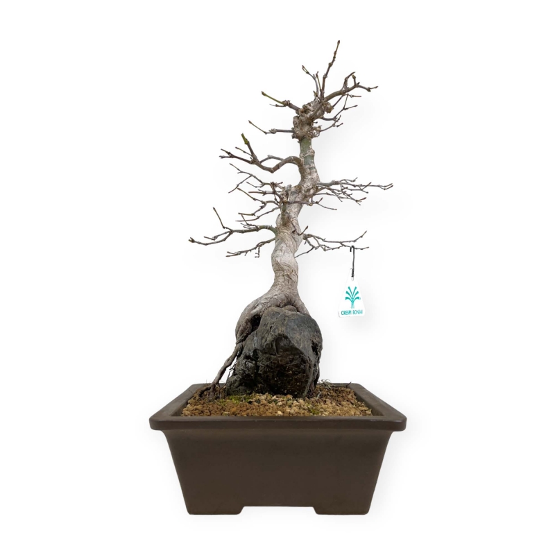 Acer palmatum - Acero - 40 cm