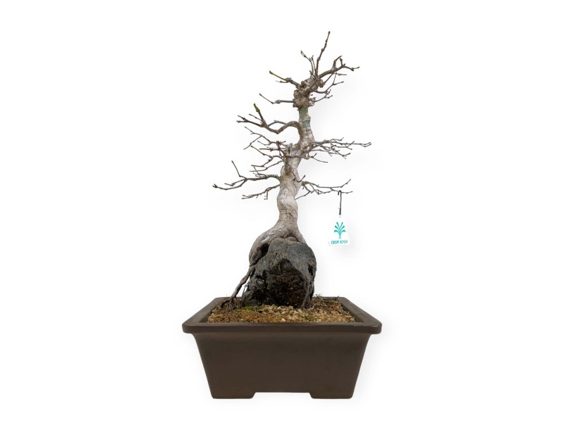 Acer palmatum - Arce - 40 cm