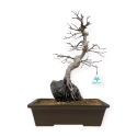 Acer palmatum - Esdoorn - 40 cm