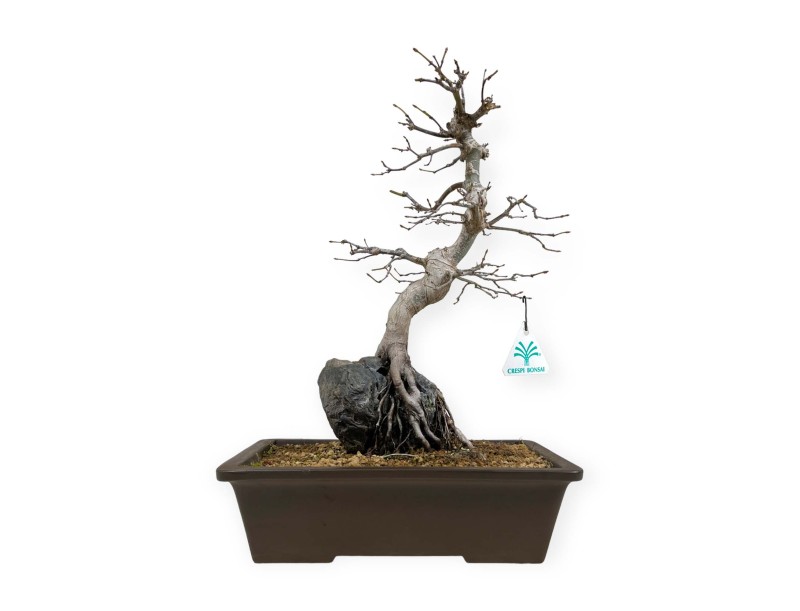 Acer palmatum - Arce - 40 cm