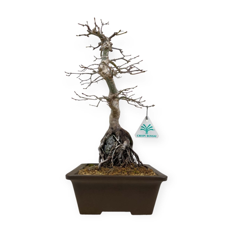 Acer palmatum - Esdoorn - 40 cm