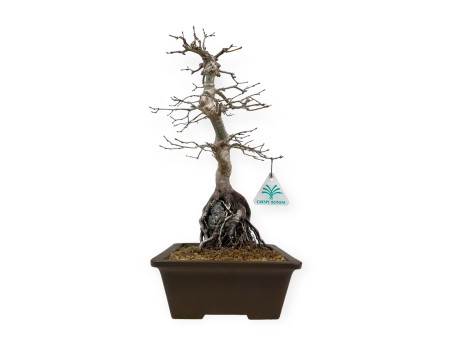 Acer palmatum - Arce - 40 cm