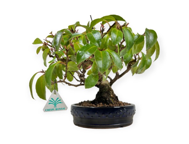 Kadsura japonica - 25 cm 2