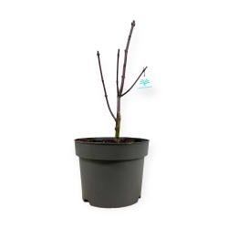 Acer palmatum shaina - Maple - 45 cm