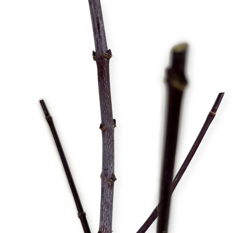 Acer palmatum shaina - Acero - 45 cm