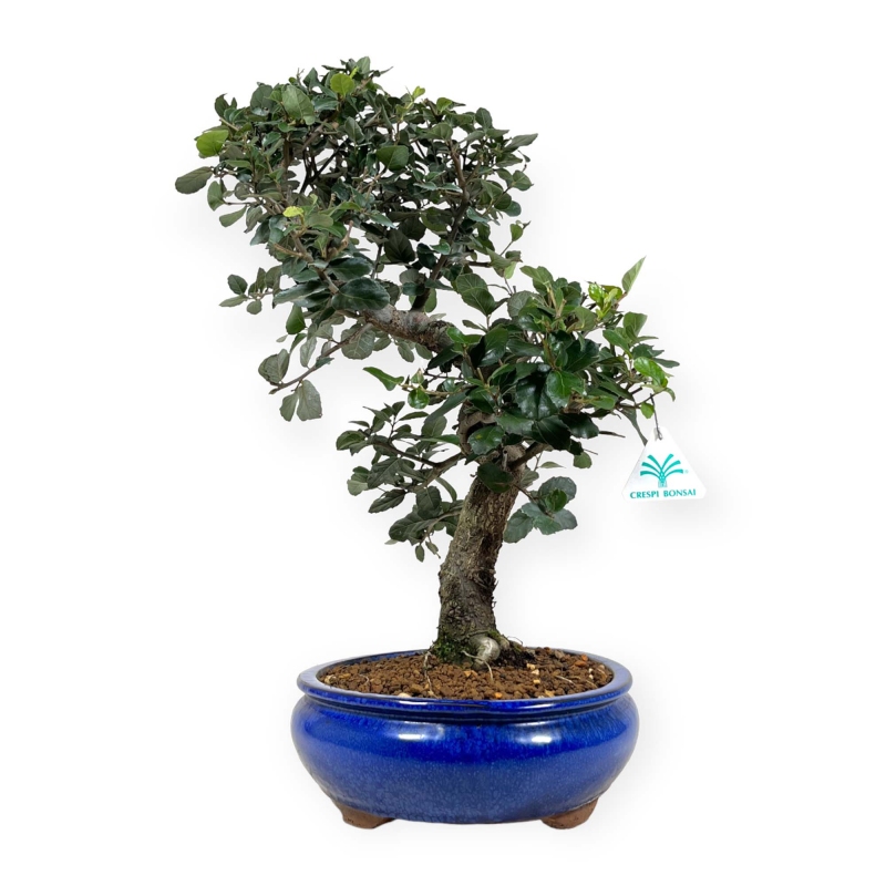 Quercus suber - Quercia - 50 cm