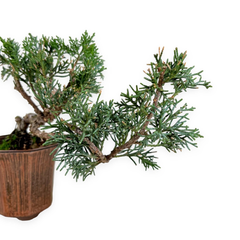 Juniperus chinensis - 24 cm