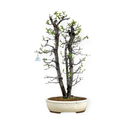 Pseudocydonia chinensis - Cotogno - 76 cm