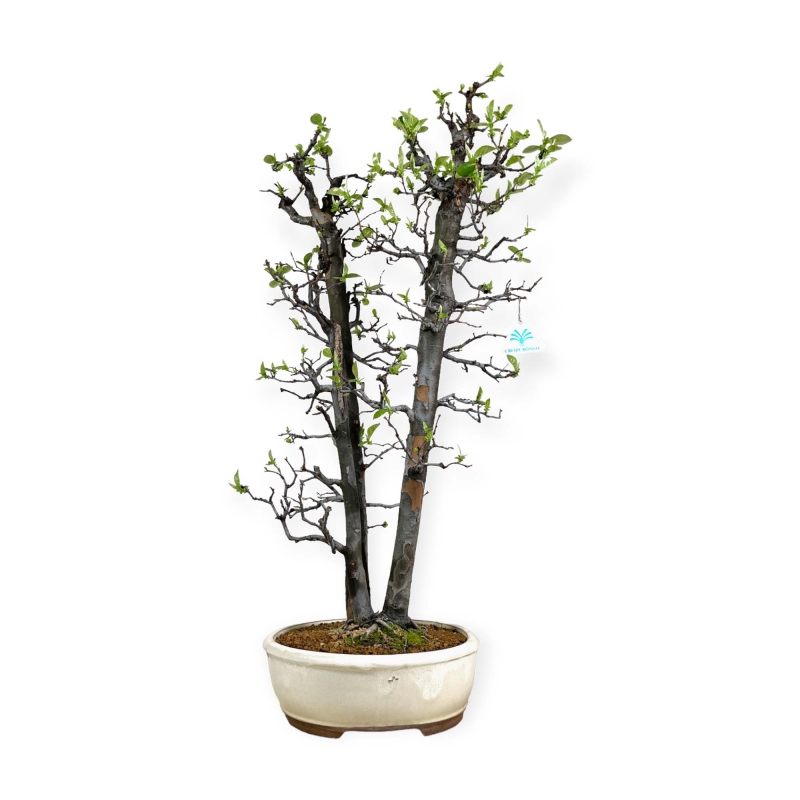 Pseudocydonia chinensis - Cotogno - 76 cm