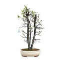 Pseudocydonia chinensis - Cotogno - 76 cm