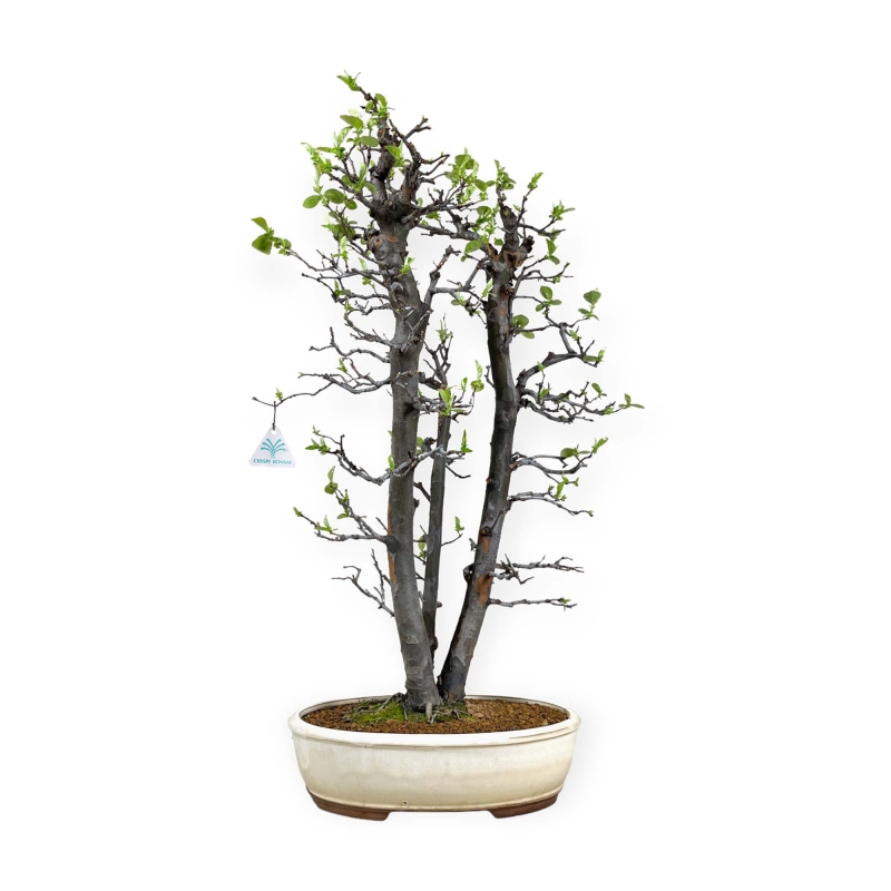 Pseudocydonia chinensis - Cotogno - 76 cm