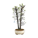 Pseudocydonia chinensis - Cotogno - 76 cm