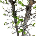 Pseudocydonia chinensis - Cotogno - 76 cm