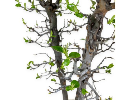 Pseudocydonia chinensis - Cotogno - 76 cm