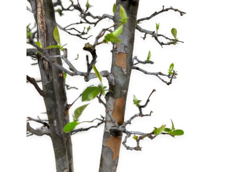 Pseudocydonia chinensis - Quince - 76 cm