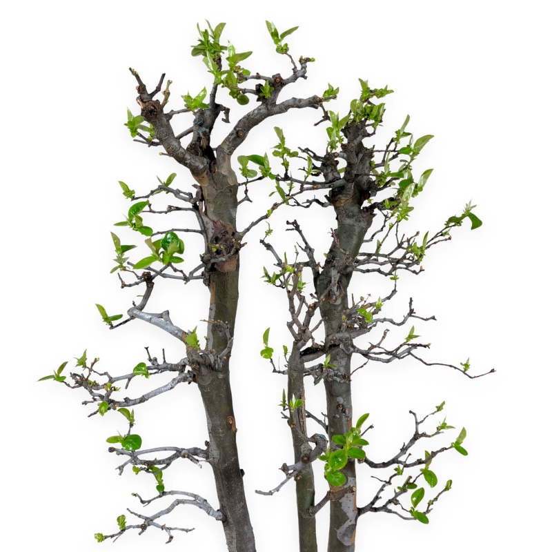 Pseudocydonia chinensis - Cotogno - 76 cm