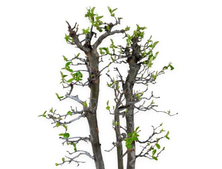 Pseudocydonia chinensis - Cotogno - 76 cm