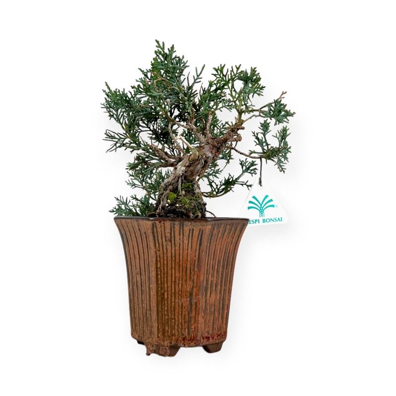 Juniperus chinensis - 24 cm