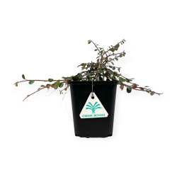 Cotoneaster Streib's findling - 19 cm