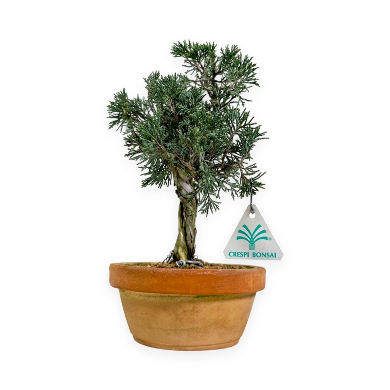 Juniperus Sabina - Ginepro - 33 cm