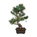 Pinus pentaphylla - Pino - 54 cm
