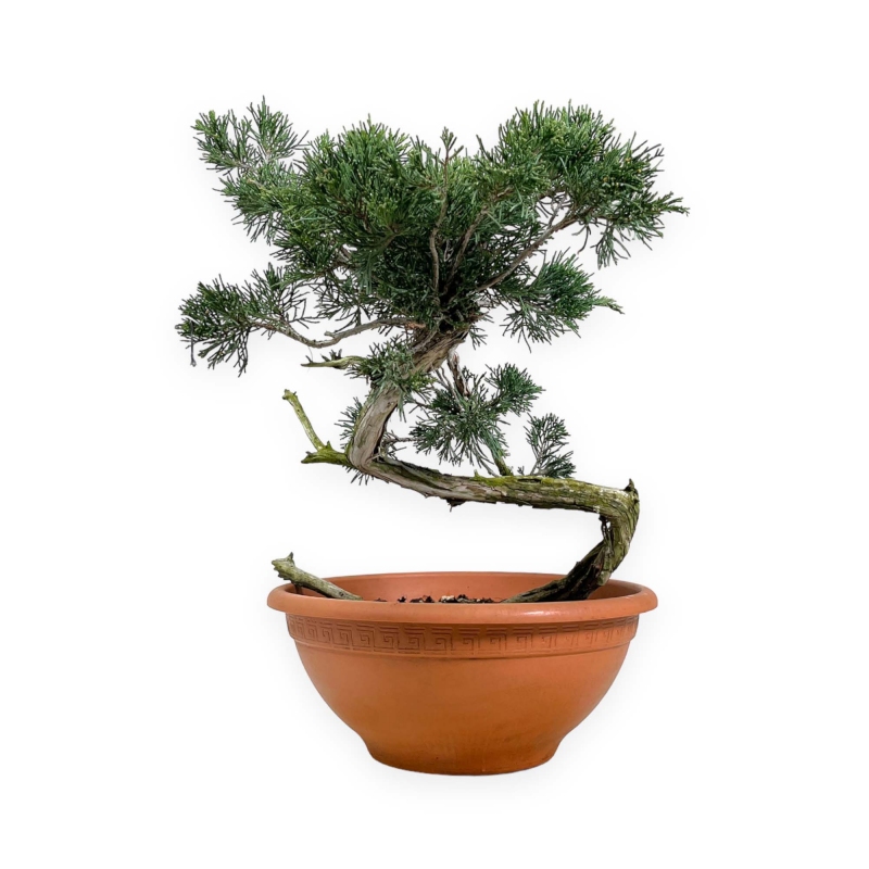 Juniperus Sabina - Ginepro - 51 cm