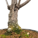 Wisteria floribunda - Glycine - 68 cm