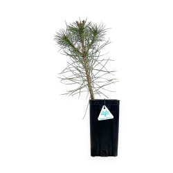 Pinus nigra - 45 cm