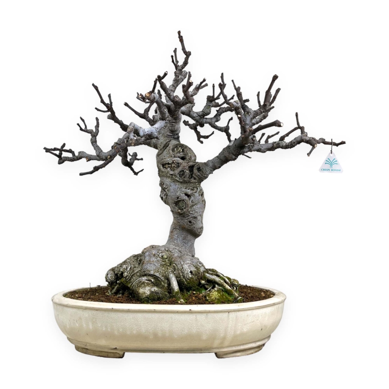 Ficus carica - Fico - 68 cm