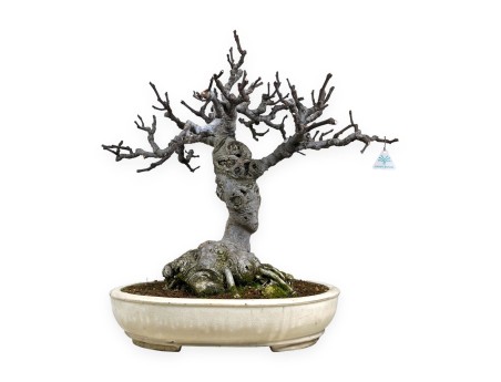 Ficus carica - Fico - 68 cm