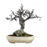 Ficus carica - Fico - 68 cm