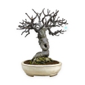 Ficus carica - Fico - 68 cm
