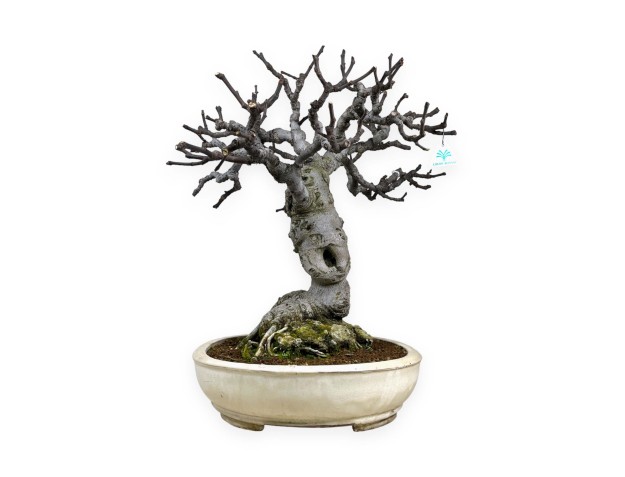 Ficus carica - 68 cm 2