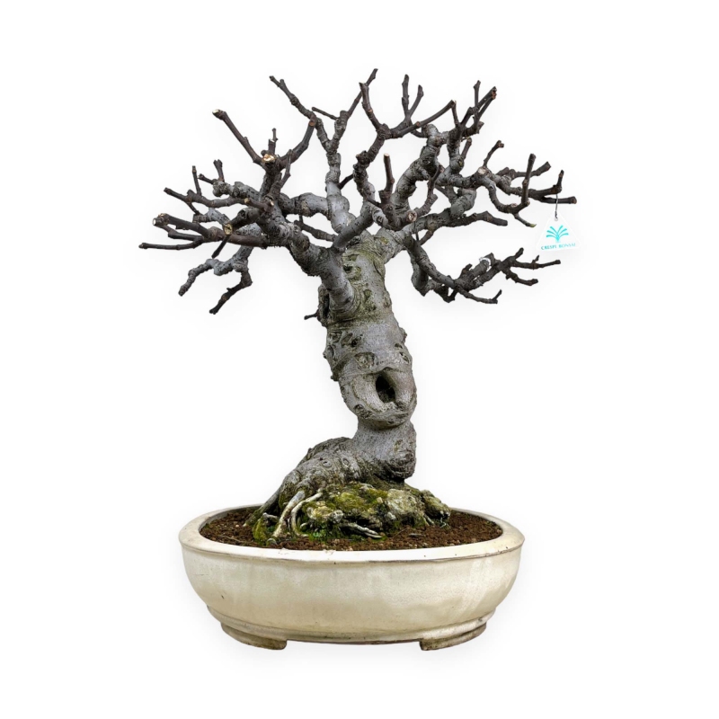 Ficus carica - Fico - 68 cm