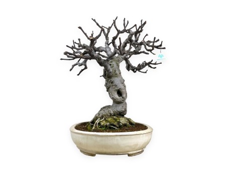 Ficus carica - Fico - 68 cm