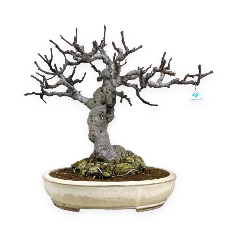 Ficus carica - Fico - 68 cm