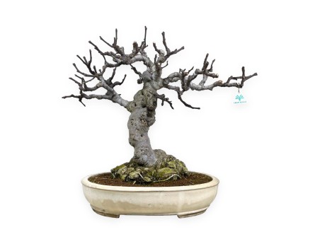 Ficus carica - Fico - 68 cm