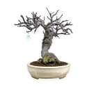 Ficus carica - Fico - 68 cm