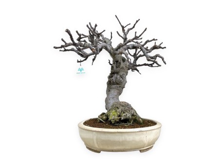 Ficus carica - Fico - 68 cm