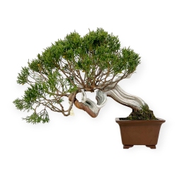 Juniperus chinensis - Jeneverbes - 29 cm