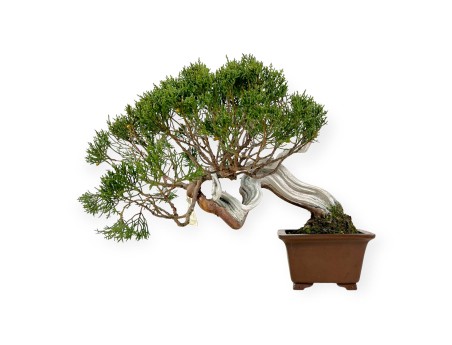 Juniperus chinensis - Genévrier - 29 cm