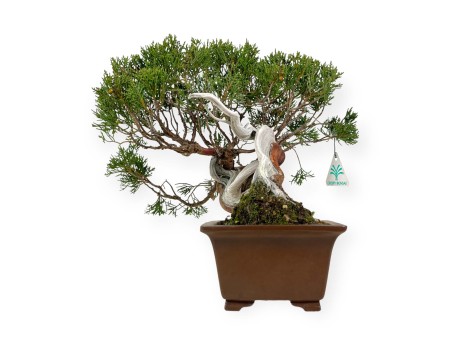 Juniperus chinensis - Genévrier - 29 cm