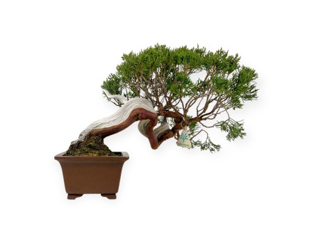 Juniperus chinensis - Enebro - 29 cm