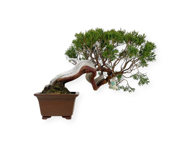 Juniperus chinensis - Enebro - 29 cm