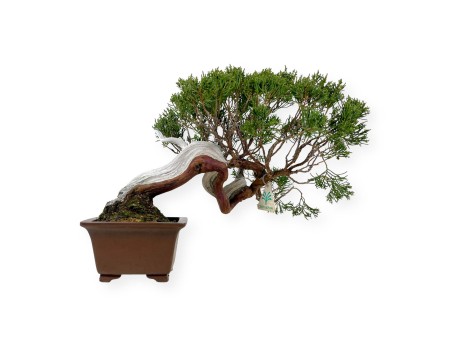 Juniperus chinensis - Juniper - 29 cm