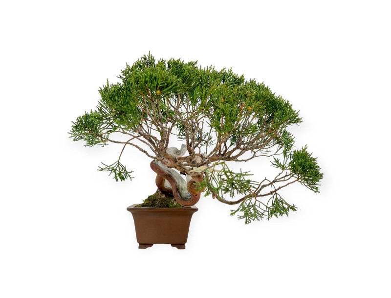 Juniperus chinensis - Juniper - 29 cm